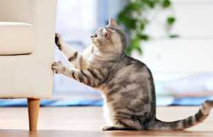 Bir kedi duvar kağıdı ve mobilya çekerse, bu alışkanlıktan nasıl vazgeçilir