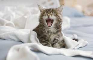 Que faire si un chat commence à cracher sur le lit, raisons possibles