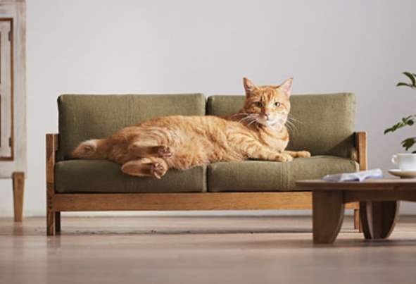 Dīvāns kaķiem, kas atrodas dzīvoklī