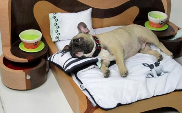 Kā izvēlēties pareizo gultu sunim