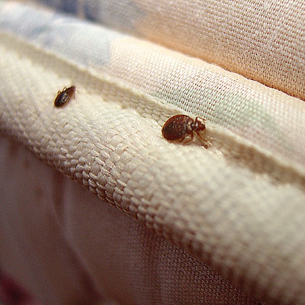 Bedbugs matracī